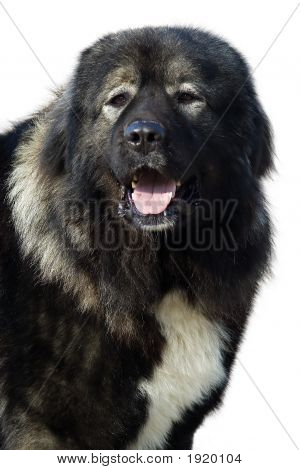 Cão de pastor de Aucasian