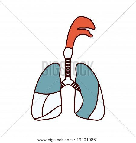 color sections silhouette respiratory system with windpipe vector illustration