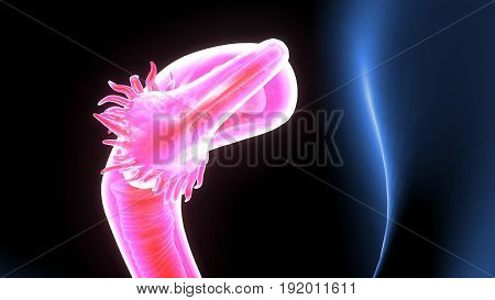 3D illustration of  female reproduction system .female body organ