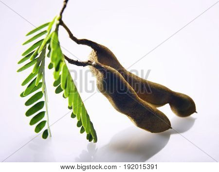 fresh asam jawa (tamarind)