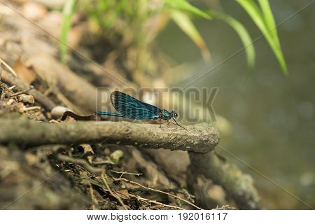 View on a Beautiful demoiselle in the Morning Light. 
Close-up of a blue Dragonfly at the Lake. Dragonflies (Calopteryx virgo). 
A Dragonfly sits on a Branch.