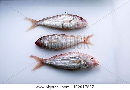 fresh fish