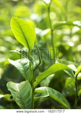 close up on tea leaves