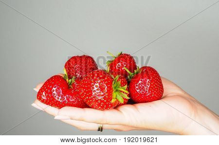 Hand Full Of Big Red Fresh Ripe Strawberries Isolated Towards Gray Colored Backgdrop