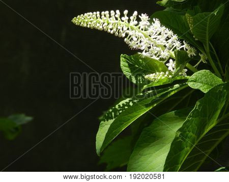 Bright white phytolacca - beautiful and unusual flower