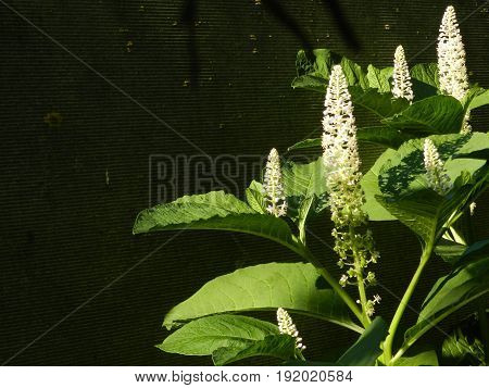 Bright white phytolacca bush with beautiful flowers