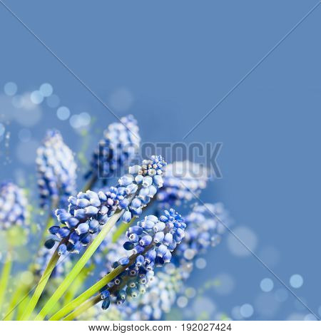 Beautiful muskari bokeh flower on the blue background