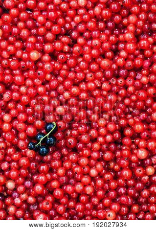 Fresh Delicious Organic Red Currant As A Background