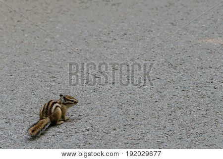 Closeup of a chipmunk on a paved road looking for food.