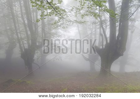 Mysterious Forest In A Very Misty Morning.