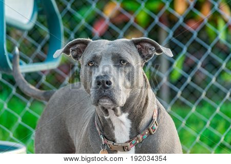 alert grey pit bull guarding the backyard