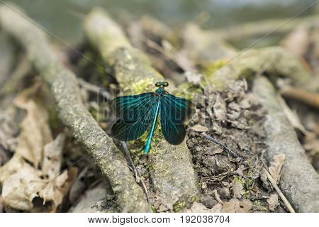 View on a Beautiful demoiselle in the Forest. Close-up of a blue Dragonfly at the Lake. Dragonflies (Calopteryx virgo). A Dragonfly sits on a Branch.