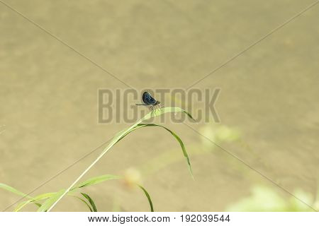 View on a Beautiful demoiselle in the Morning Light. Close-up of a blue Dragonfly at the Lake. Dragonflies (Calopteryx virgo). A Dragonfly sits on a Branch.
