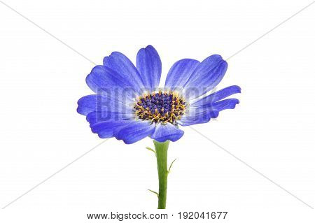 blue flowers cineraria isolated on white background