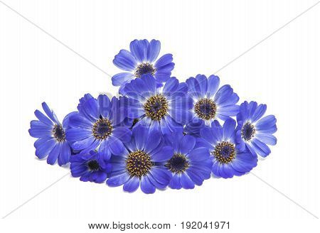 blue flowers cineraria isolated on white background