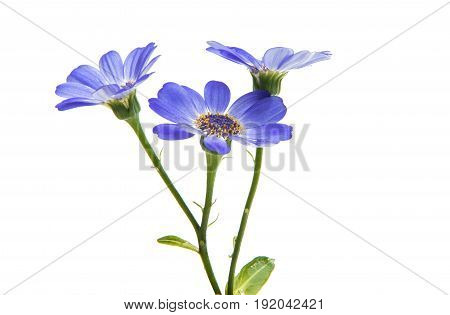 blue flowers cineraria isolated on white background