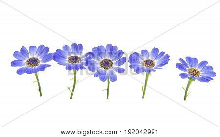 blue flowers cineraria isolated on white background
