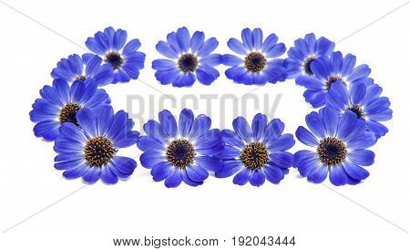 blue flowers cineraria isolated on white background