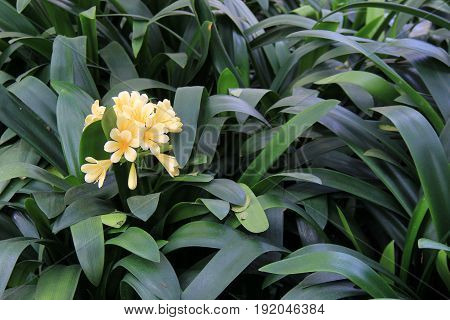 Lush green leaves with exotic orchids in the color of a soft,buttery yellow