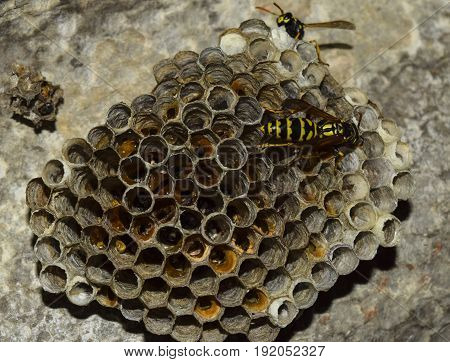 Vespiary. Wasps Polist. The Nest Of A Family Of Wasps Which Is Taken A Close-up.