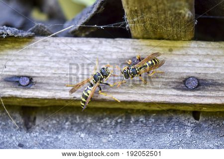 Two Wasps Polists Sit Opposite Each Other In A Shed.