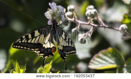 A Swallowtail Butterfly (Papilio machaon) at RSPB Strumpshaw Fen.