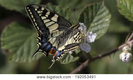 A Swallowtail Butterfly (Papilio machaon) at RSPB Strumpshaw Fen.