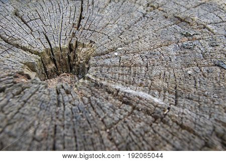 The texture of a very old wooden stump