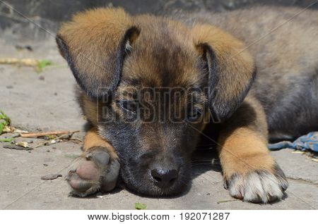 A small puppy with short brown hair is sitting on the street
