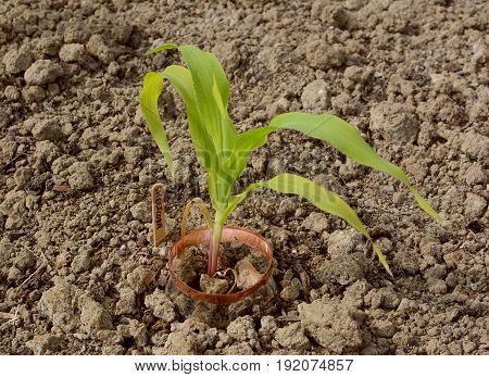 Young Maize Plant With A Sweetcorn Label In A Garden