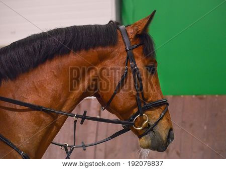Dressage: portrait of bay horse. Close up of the head of a bay dressage horse with bridle and check-rein or martingale.