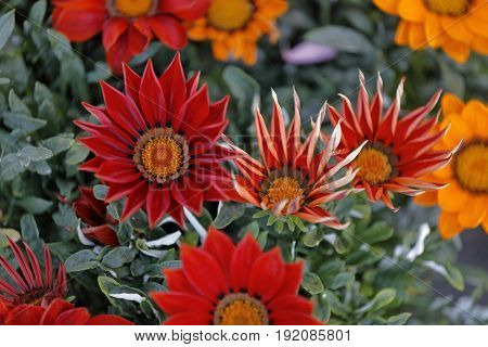 Numerous multicolored Garzania flowers smell the garden