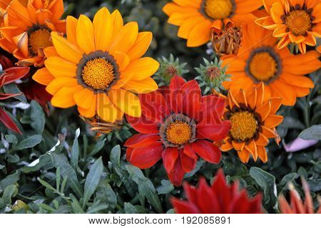 Numerous multicolored Garzania flowers smell the garden