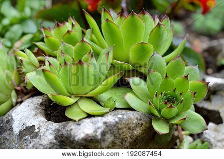 Close up of house leeks growing on the rock