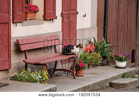 Cat on top of a bench, in Saint-Gervais-Les-Bains/Le Fayet in France