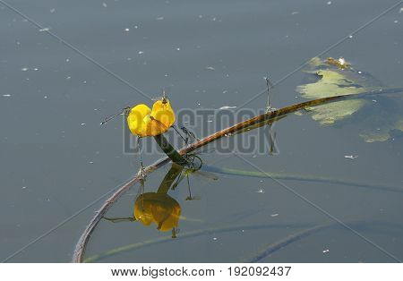Insect Platycnemis Pennipes Mating On Water Background