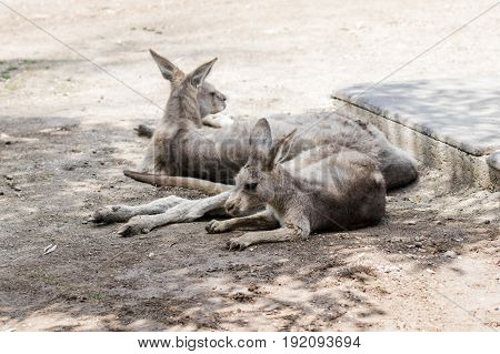 Kangaroos lie on a sunny day on the ground and rest at the Australian Zoo Gan Guru in Kibbutz Nir David in Israel