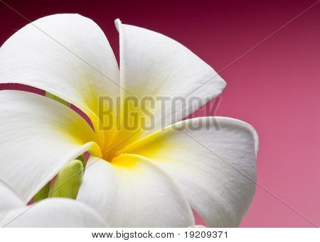 tropisk blomma