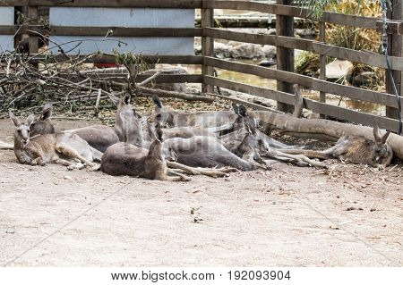 Kangaroos lie on a sunny day on the ground and rest at the Australian Zoo Gan Guru in Kibbutz Nir David in Israel