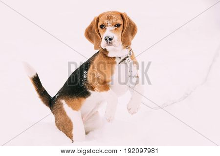 Beautiful Tricolor Puppy Of English Beagle Playing In Snow At Winter Day. Beagle Is A Breed Of Small Hound, Similar In Appearance To The Much Larger Foxhound.