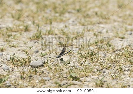 Close-up of a Beautiful Demoiselle (Calopteryx virgo). View on a blue Dragonfly on the Ground. Dragonflies (Odonata).