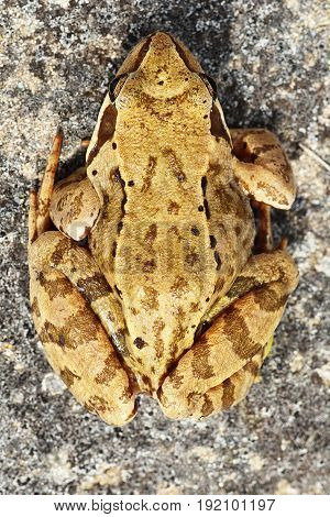 common european brown frog standing on a rock camouflage natural pattern ( Rana temporaria )
