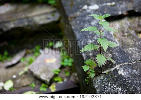 A Green Nettle Growing In The Garden