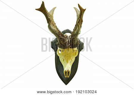 huge roebuck hunting trophy isolated over white background ( roe deer male Capreolus )