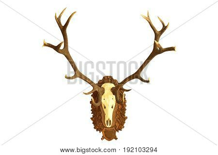 large hunting trophy of red deer stag isolated over white background wall mount on wooden plate ( Cervus elaphus )