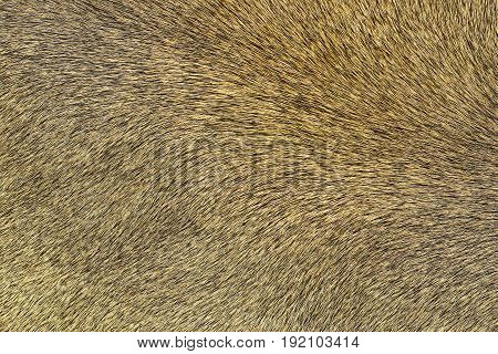 lion pelt texture real leather for your design