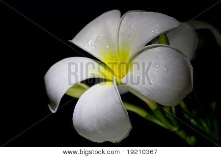 vit shinning plumeria