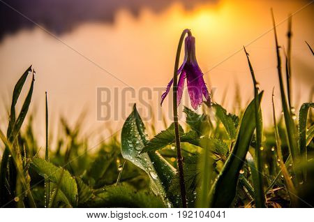 Spring Flowers In The Forest. Beautiful Purple Plants. Green Juicy Grass. Morning Sunrise In The Woo