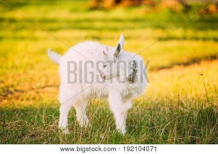 Kid Goat Grazes On Green Summer Grass On A Sunny Day. Goat Eating A Grass On A Green Meadow. Farm Baby Animals