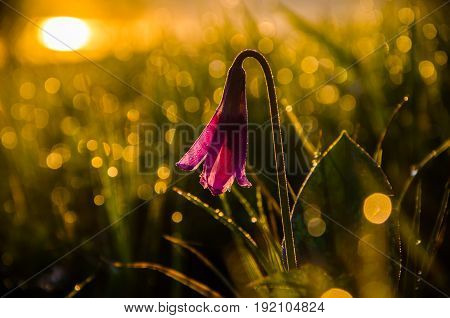 Spring Flowers In The Forest. Beautiful Purple Plants. Green Juicy Grass. Morning Sunrise In The Woo